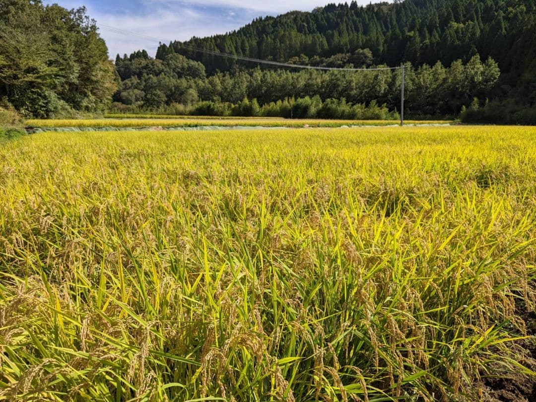 ★自然栽培米　玄米30kg(10kg×3)　令和7年度　熊本県産　森のくまさん★