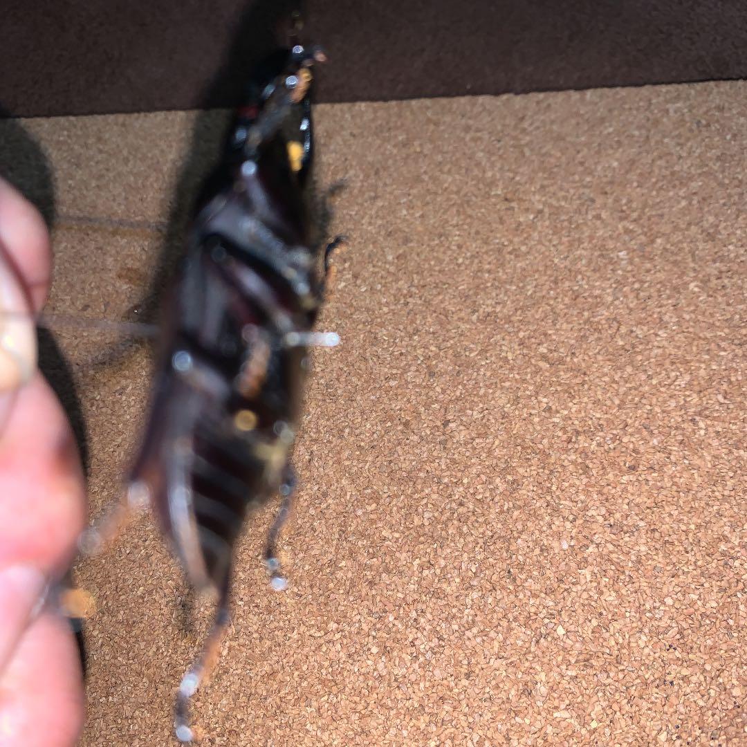 D.H.Hホペイ(ホーペ)オオクワガタ野外品