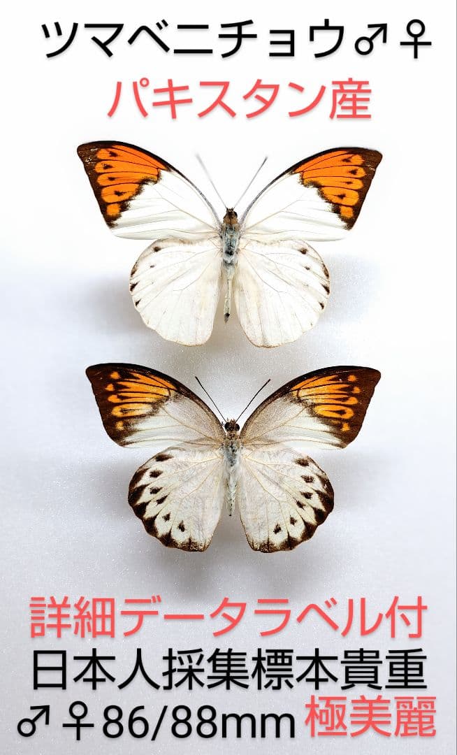 ツマベニチョウ♂♀標本★ パキスタン産★激レア産地貴重日本人採集標本美麗