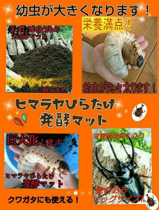 送料無料！40リットル　ヘラクレスも巨大化！ヒマラヤひらたけ発酵カブトムシマット