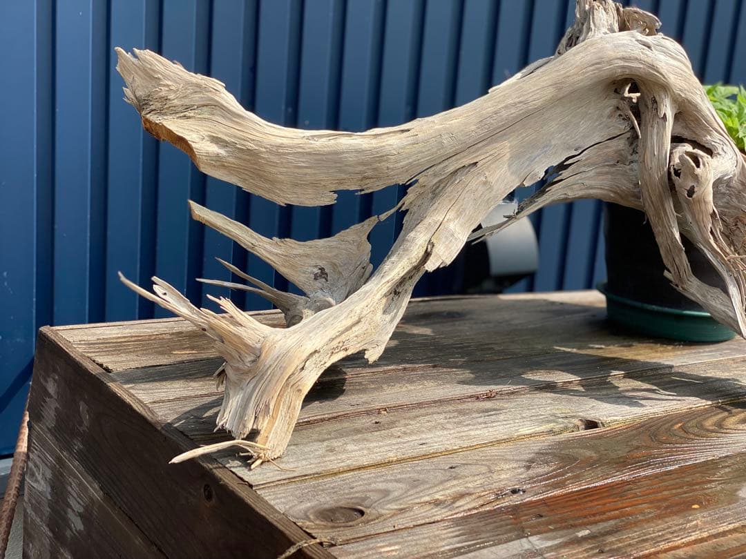 特大 良型 流木 A801 ホーンウッド