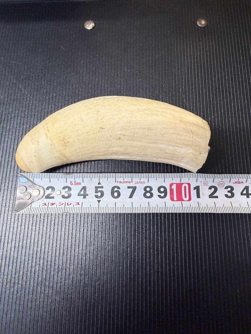 ★ 鯨歯 マッコウクジラ 印材や工芸品に