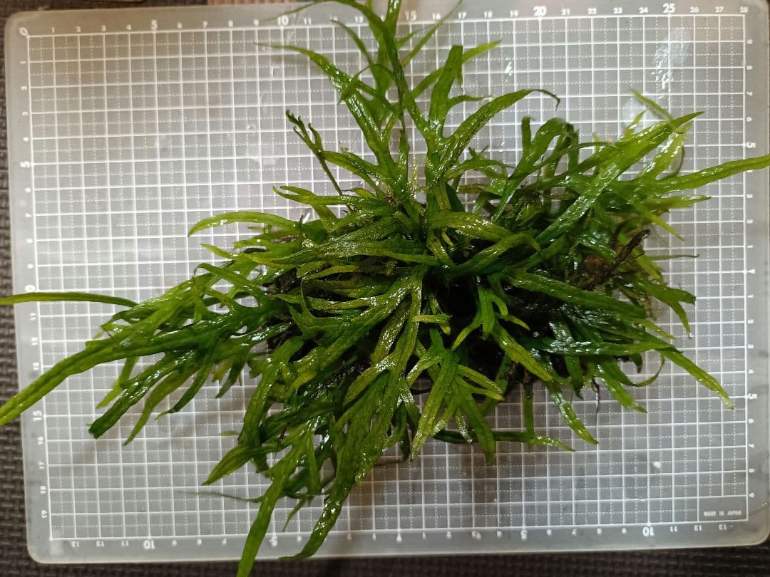 ミクロソリウム　トライデント まとめ売り