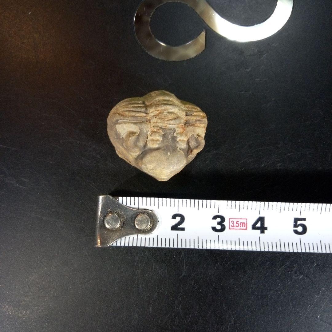 三葉虫　化石　fossil　ボリビア産　trilobite　海生動物個体②