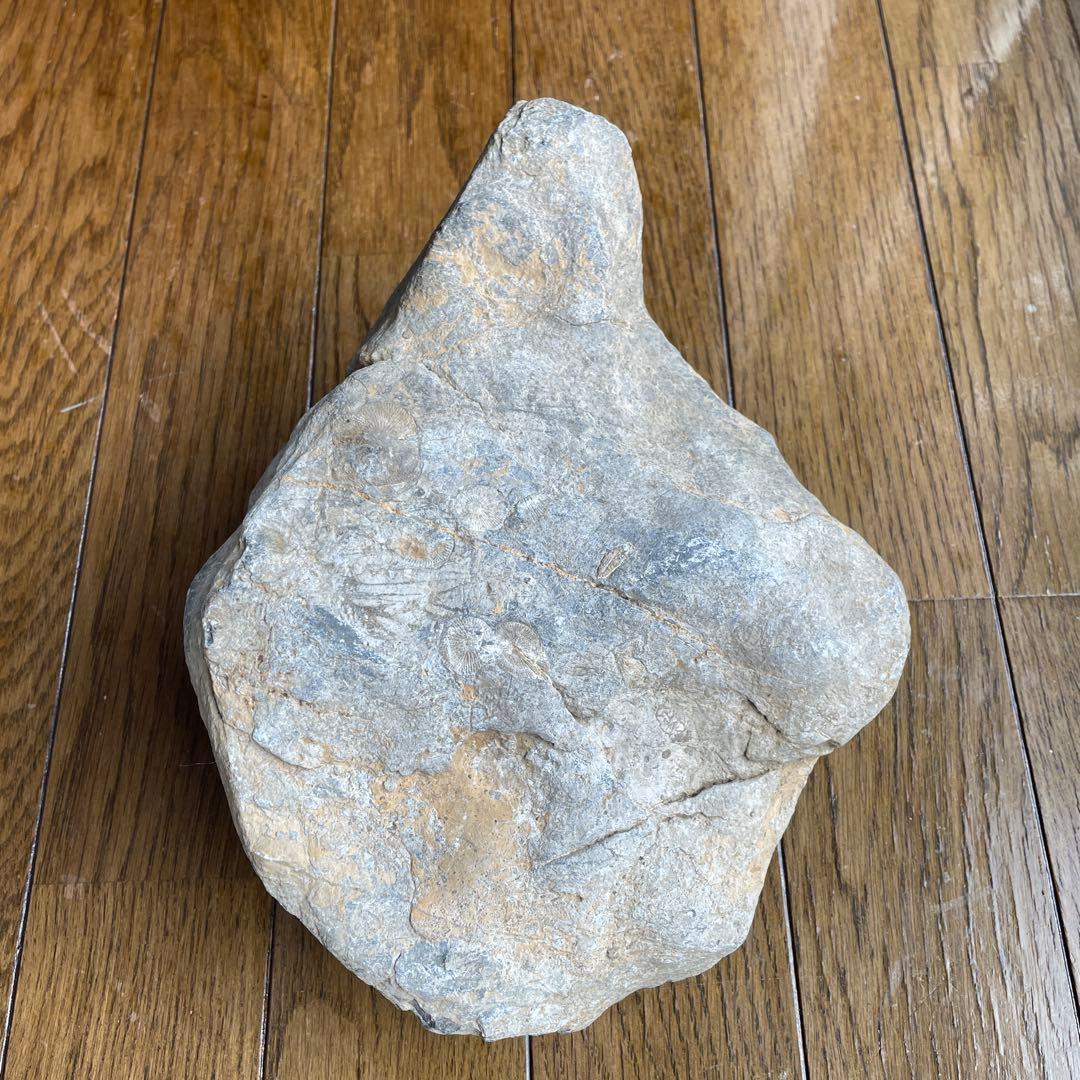 蛇体石　ミケリニア　化石