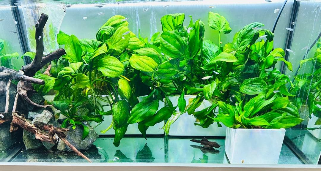 エキノドルス sp サターン　大株　3株まとめ　色鮮やかなグリーン