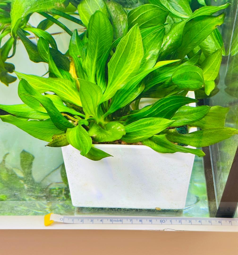 エキノドルス sp サターン　大株　3株まとめ　色鮮やかなグリーン