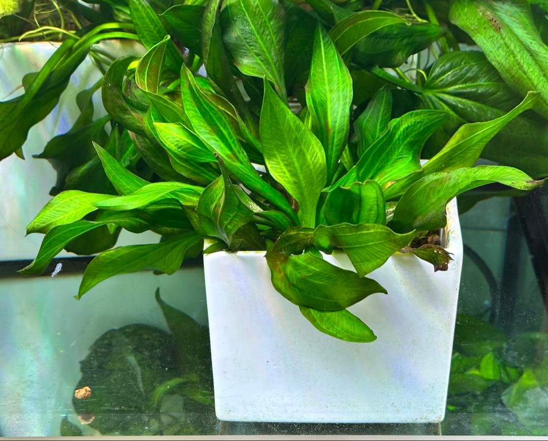 エキノドルス sp サターン　大株　3株まとめ　色鮮やかなグリーン