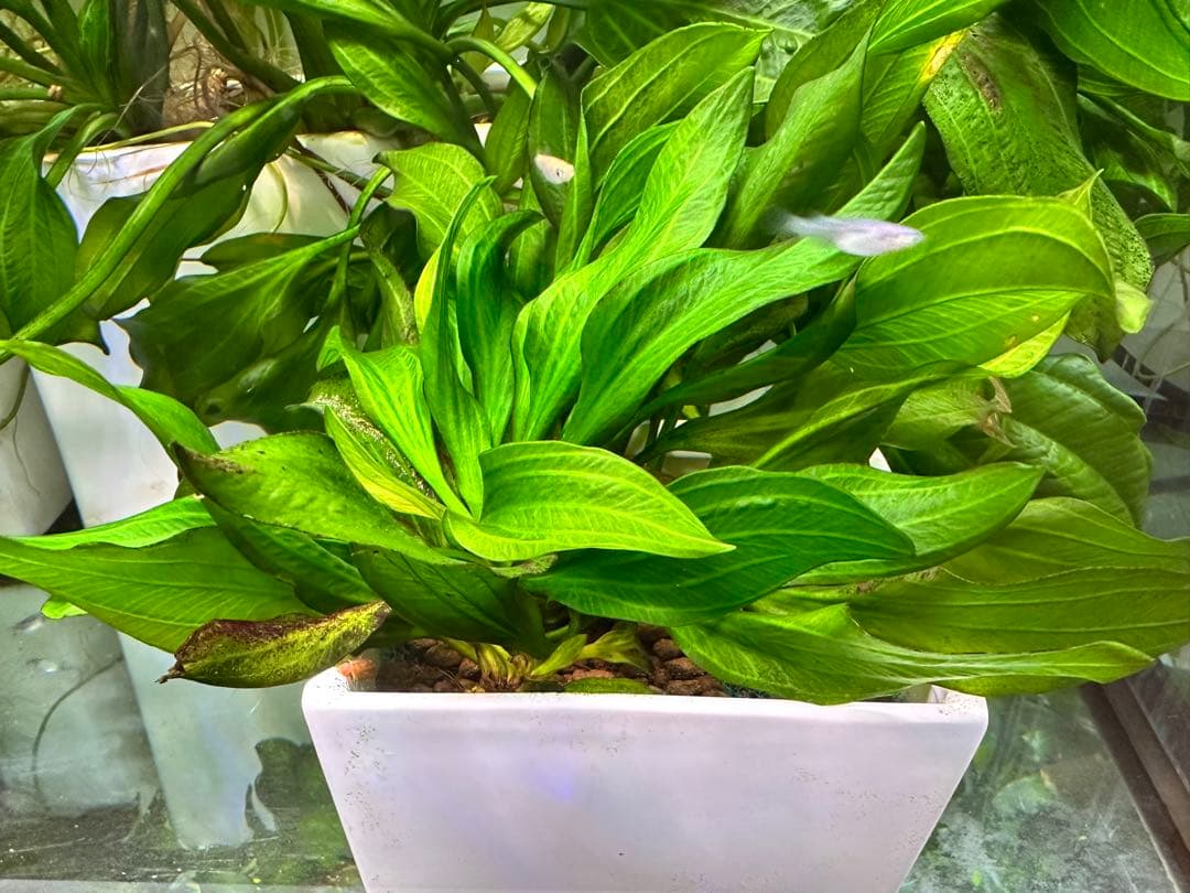 エキノドルス sp サターン　大株　3株まとめ　色鮮やかなグリーン