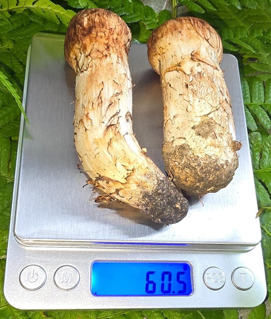 松茸 　302g　＋おまけ（写真7）49.8g　岩手県産