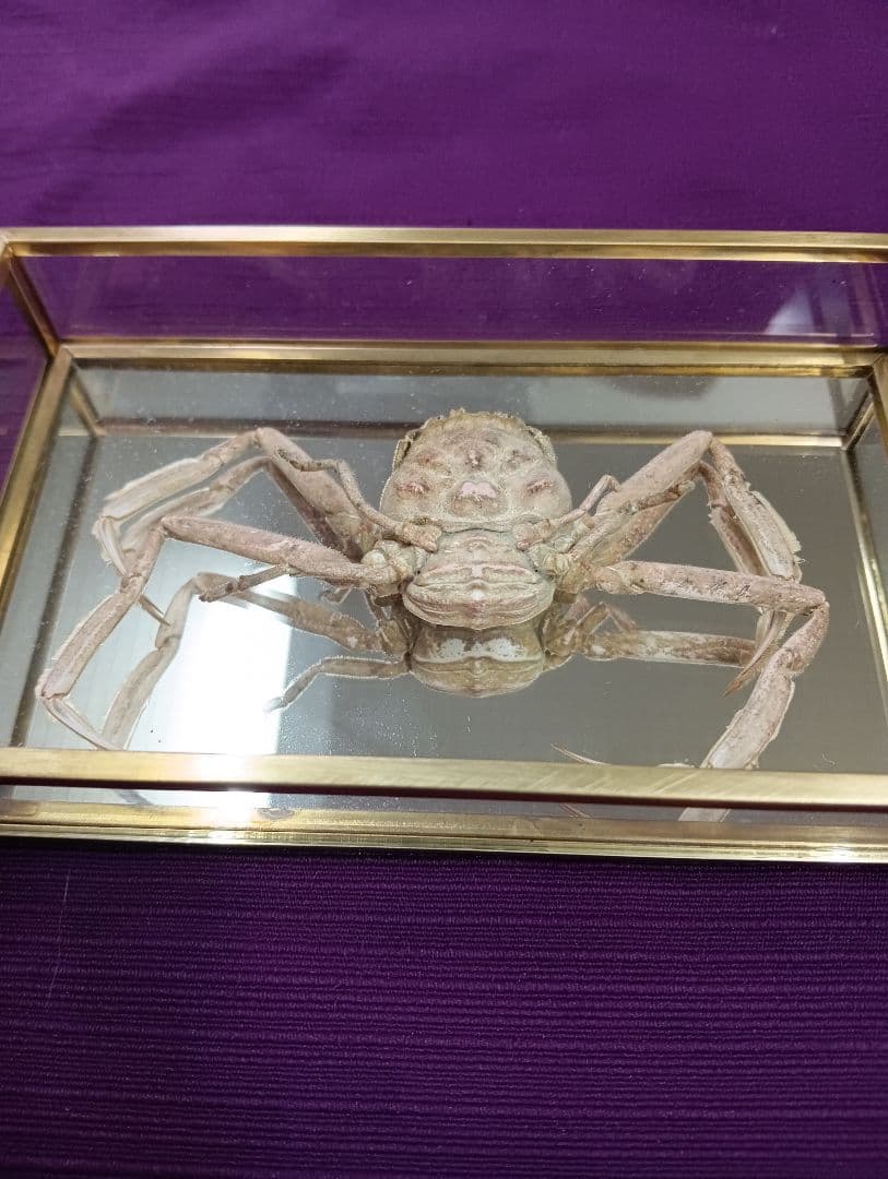 源平合戦古戦場讃岐屋島壇ノ浦周防下関檀之浦戦い平家武者怨霊海底人面蟹標本品