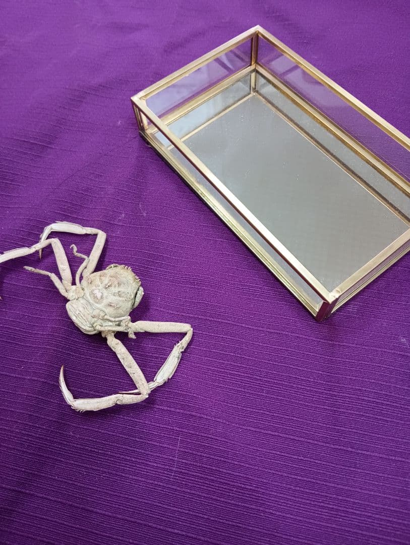 源平合戦古戦場讃岐屋島壇ノ浦周防下関檀之浦戦い平家武者怨霊海底人面蟹標本品