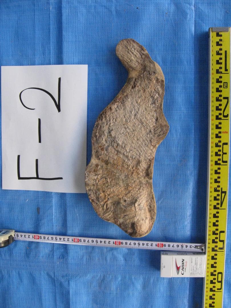 化石　F-2 B-4 D-4