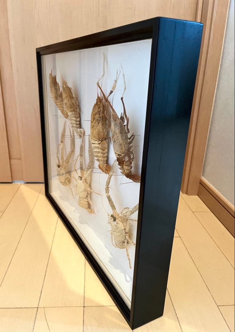 センジュエビとコシオリエビ標本　ドイツ箱入り　7個体