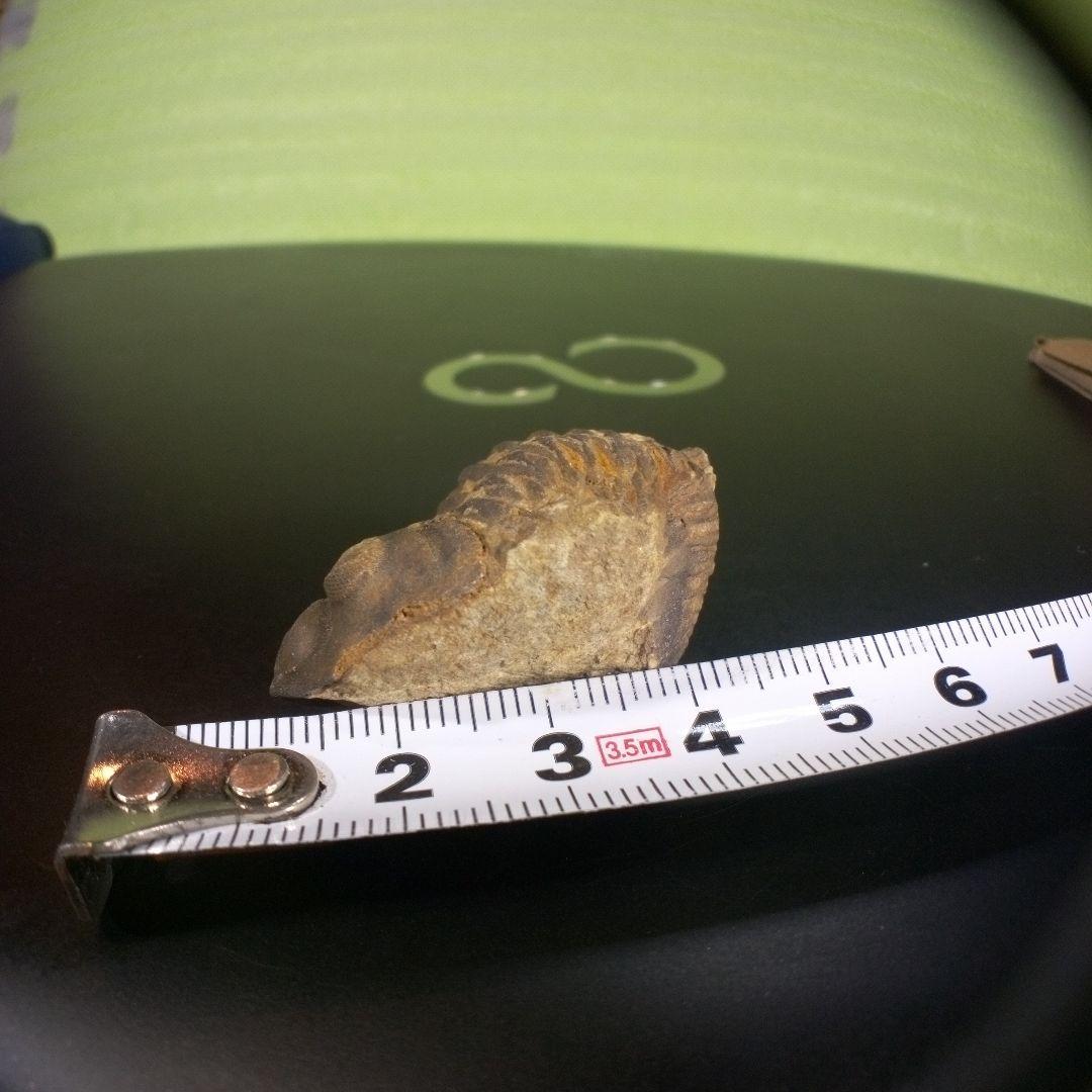 三葉虫　化石　ボリビア産　南アメリカ　trilobite　南米産fossil②