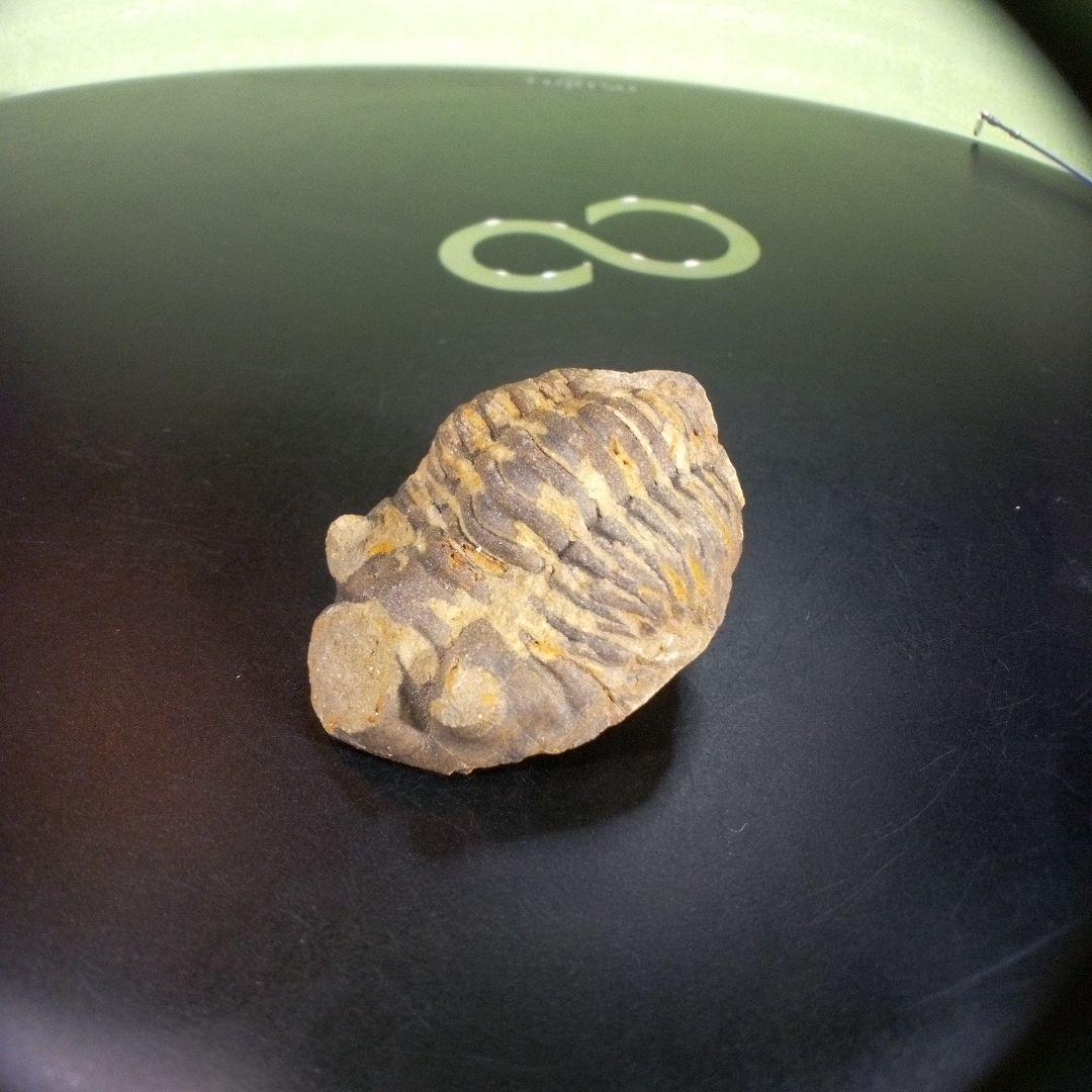 三葉虫　化石　ボリビア産　南アメリカ　trilobite　南米産fossil②