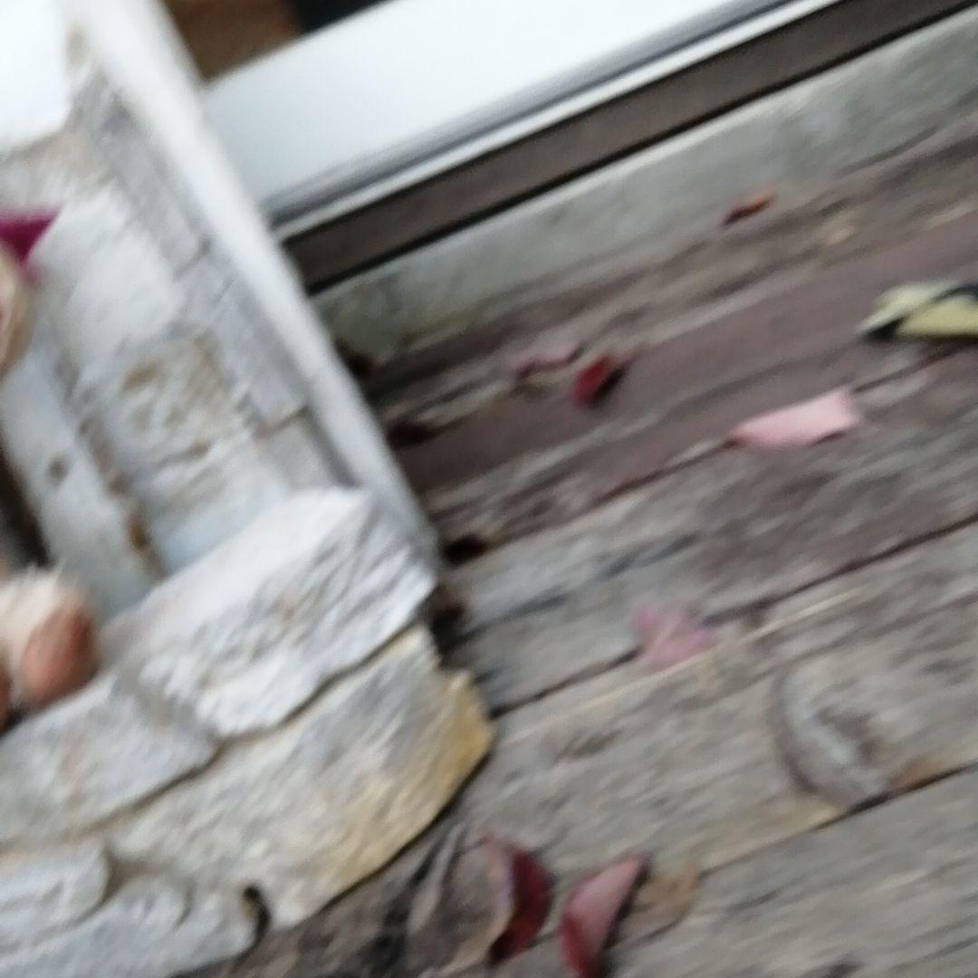 テディベア　テルホード発