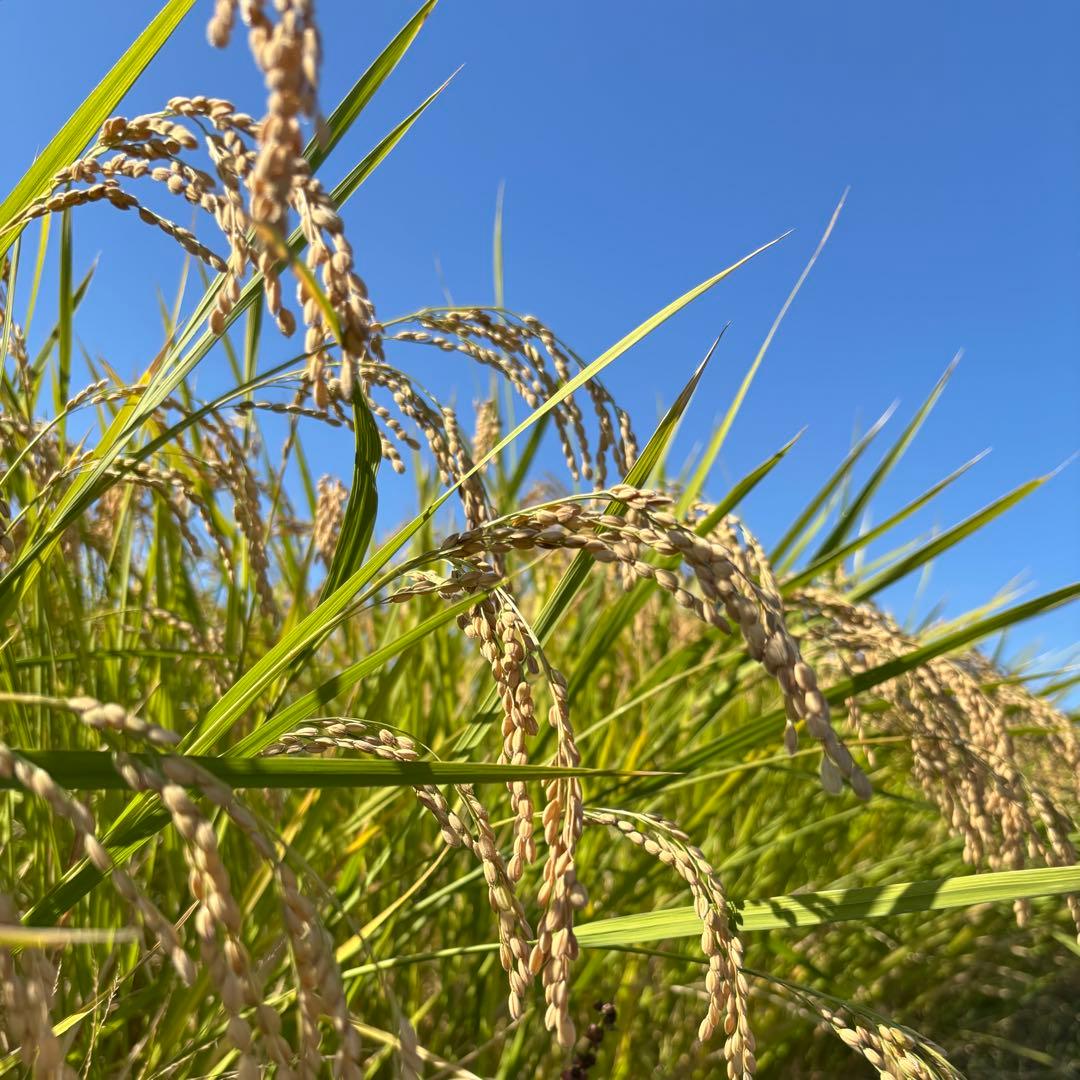 名倉穂　自然栽培　玄米　10kg