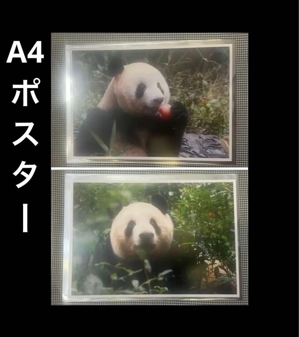 上野 パンダ 春節祭 ブラインドピンナップポスター シャンシャン