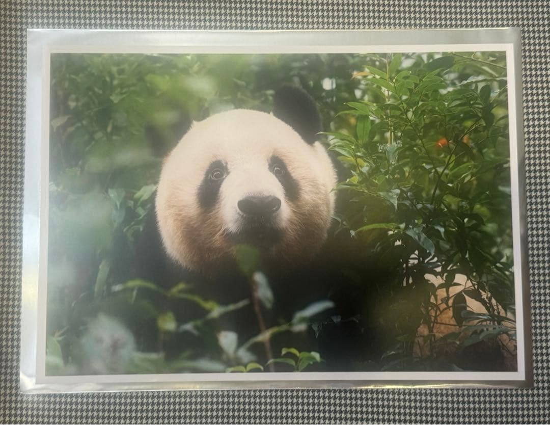 上野 パンダ 春節祭 ブラインドピンナップポスター シャンシャン