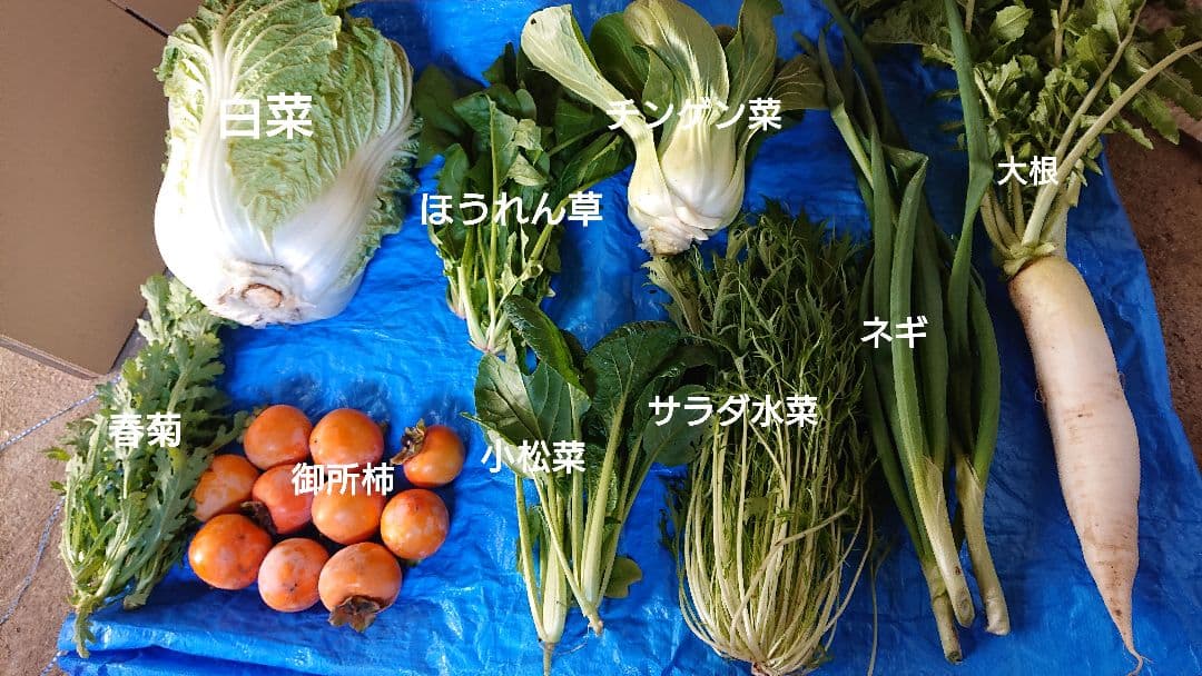 冬野菜、御所柿セット奈良県産