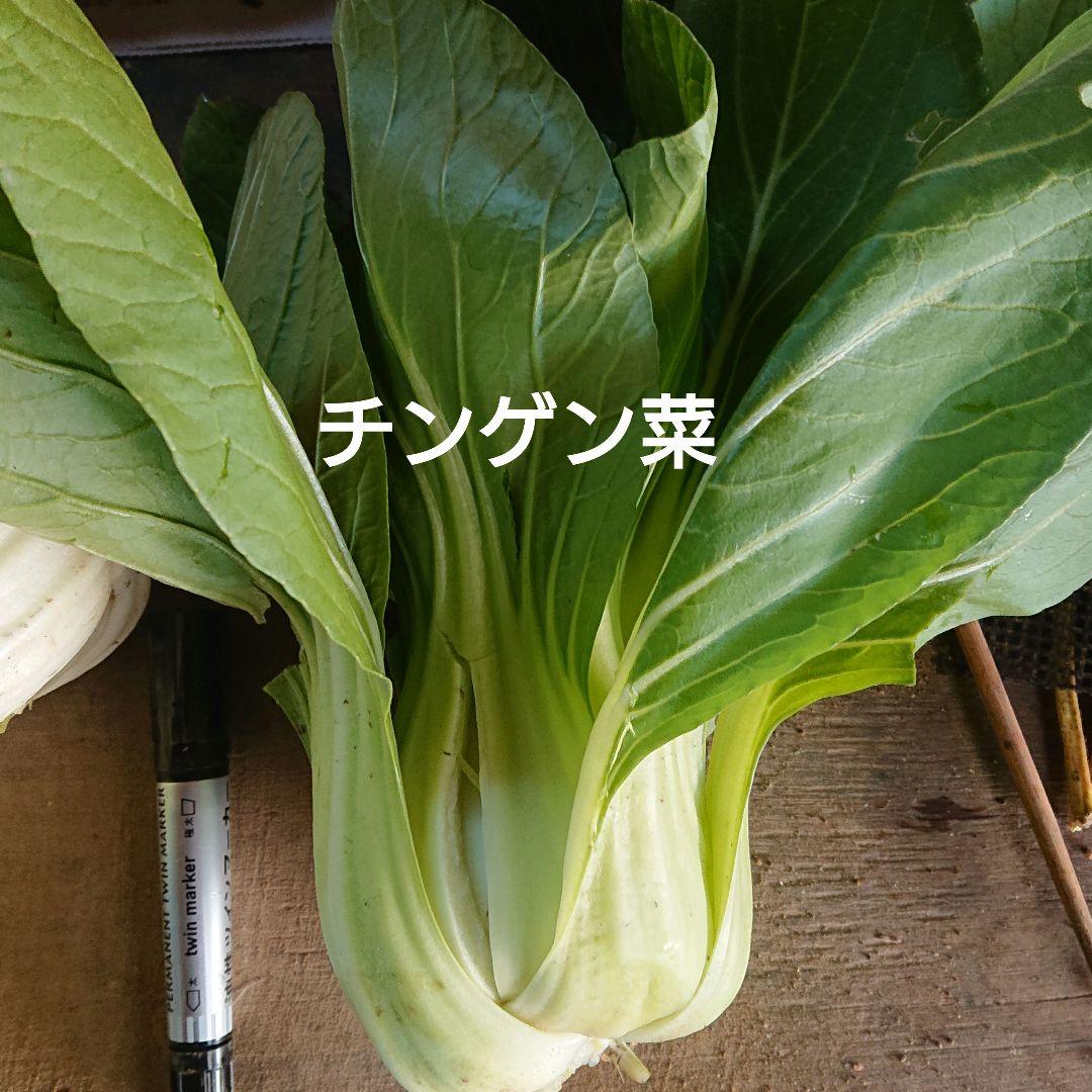 冬野菜、御所柿セット奈良県産