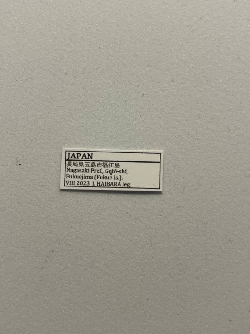 【蝸牛被最大種】フクエマイマイカブリ ホンマイマイカブリ 昆虫標本