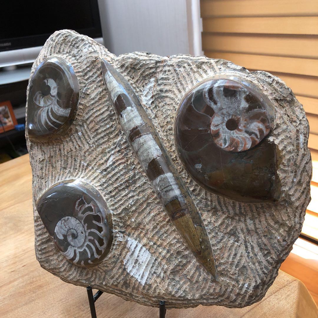 ゴニアタイトアンモナイトと直角石