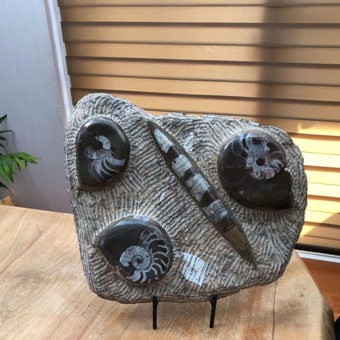 ゴニアタイトアンモナイトと直角石