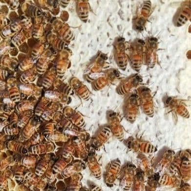 ひろ様用　百花蜜　1000g✕３個