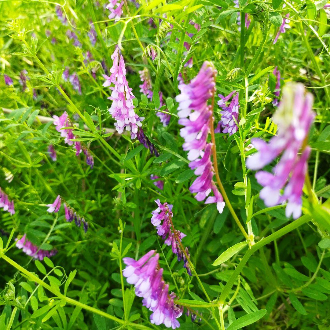 ひろ様用　百花蜜　1000g✕３個