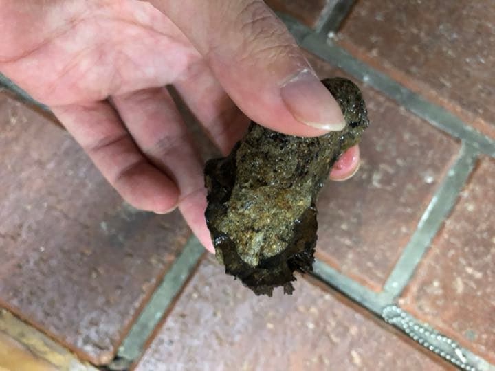 宮沢賢治　バタグルミ化石　土付き　水中保管