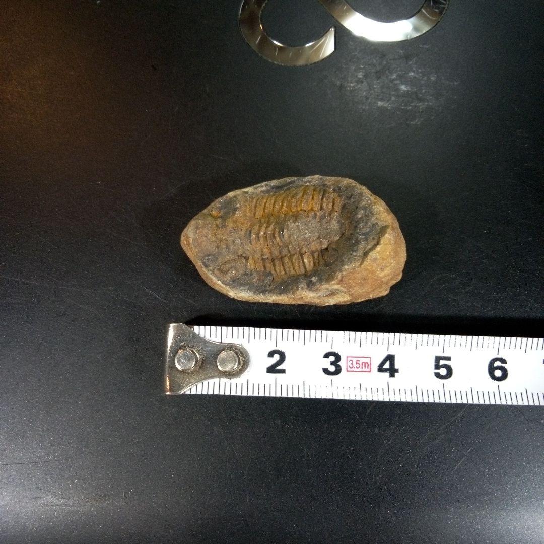 三葉虫　化石　fossil　ボリビア産　トライロバイト　三葉虫個体③