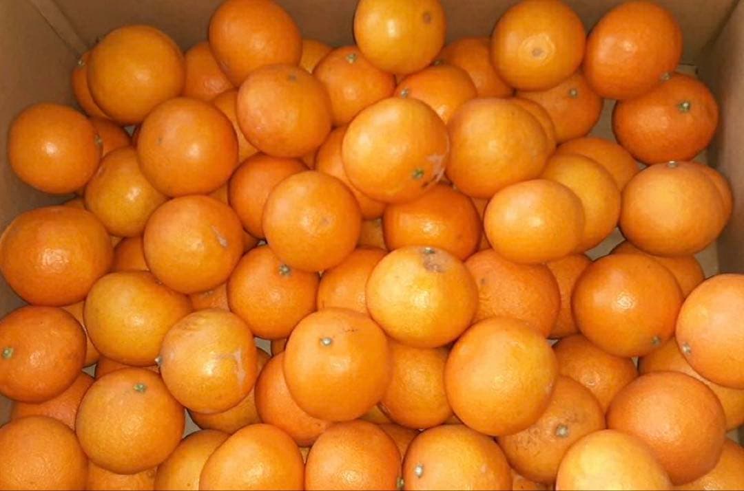 はちべ　愛媛県産　家庭用　愛果28号　柑橘　15kg