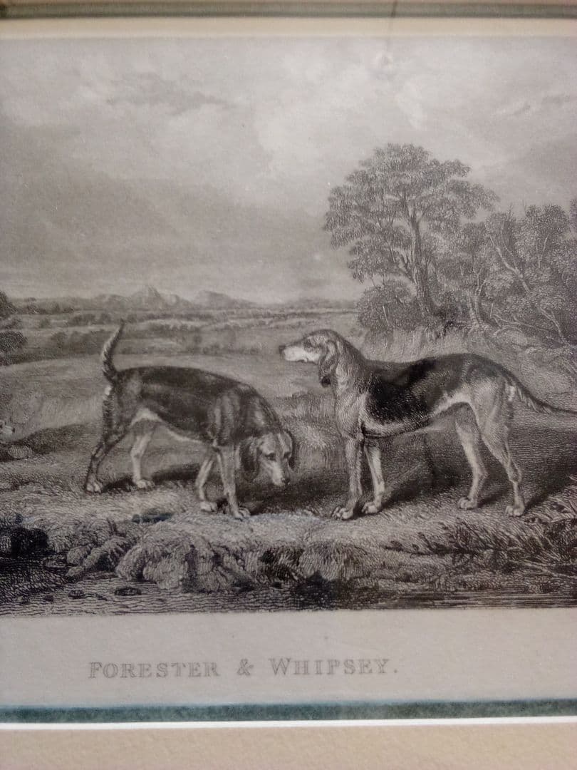 イギリス 銅版画 (エッチング技法) の額装品 猟犬