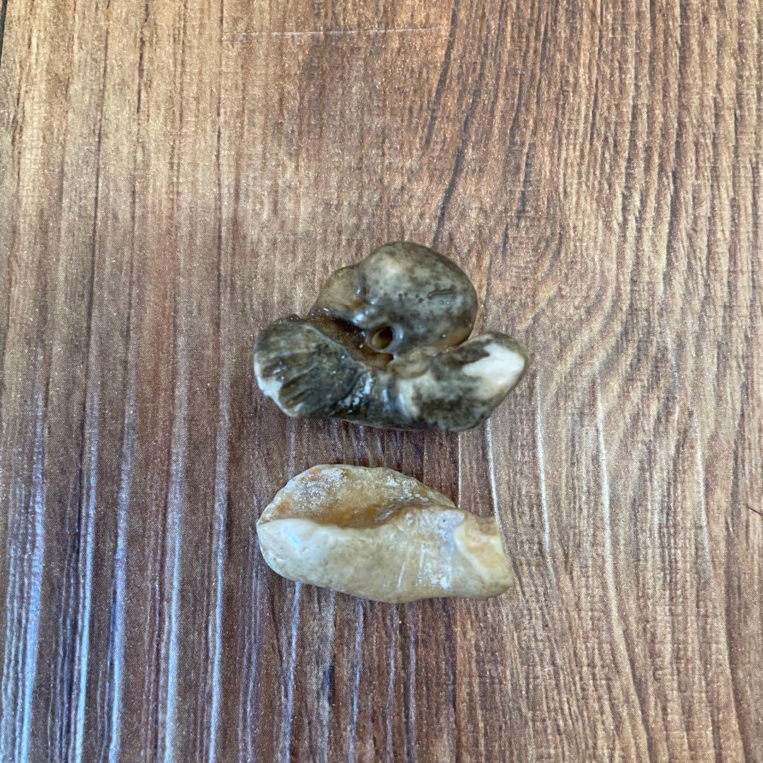 イルカの耳骨　化石