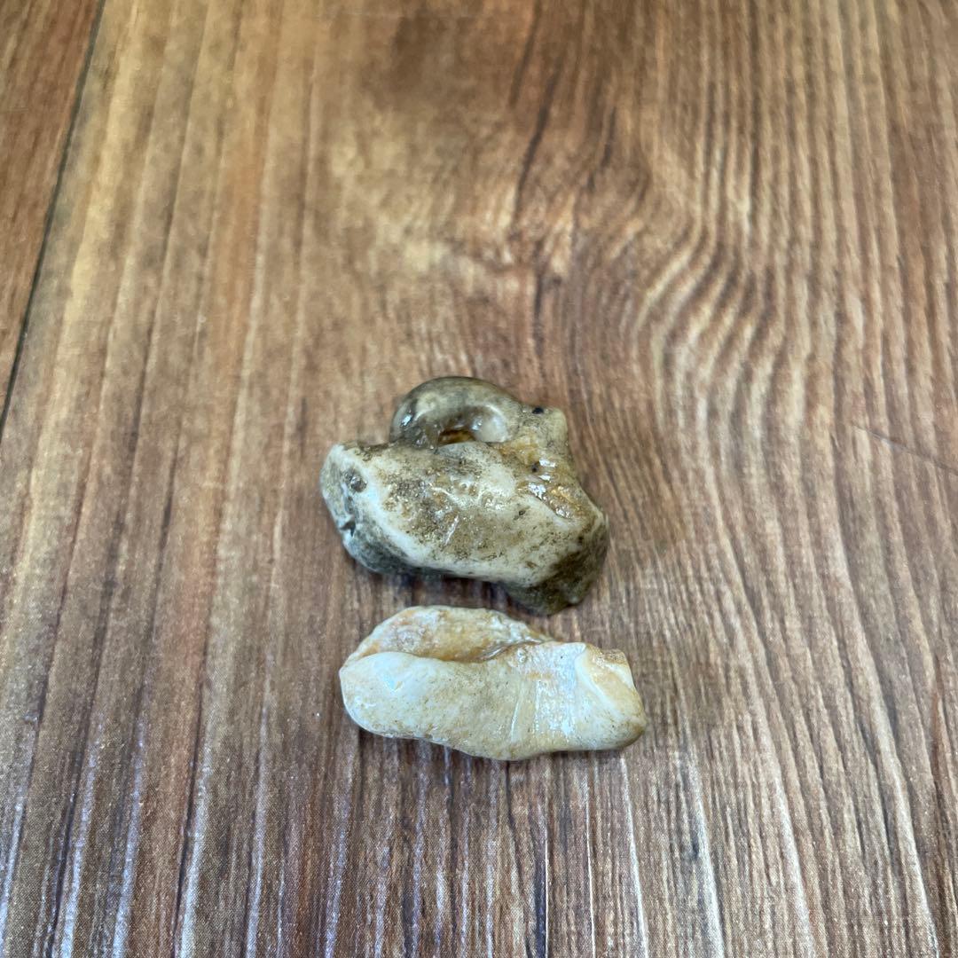 イルカの耳骨　化石