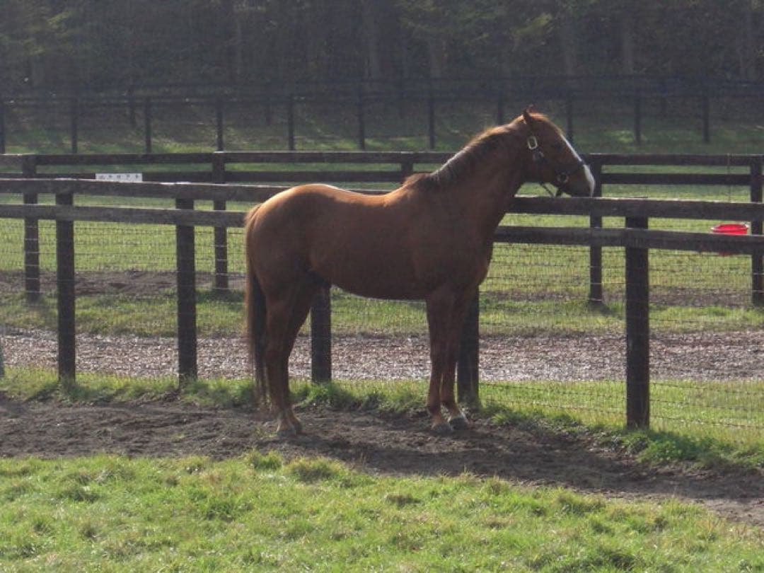 ディープインパクト 尾毛 馬毛 【本物】値下げOK