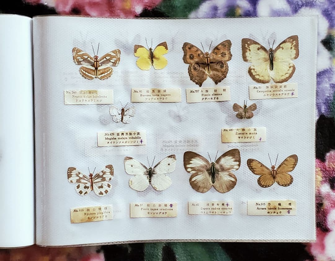 【1960年代当時物】☆蝶類標本☆『台湾産蝴蝶2/2』☆本物の蝶を100頭収録☆