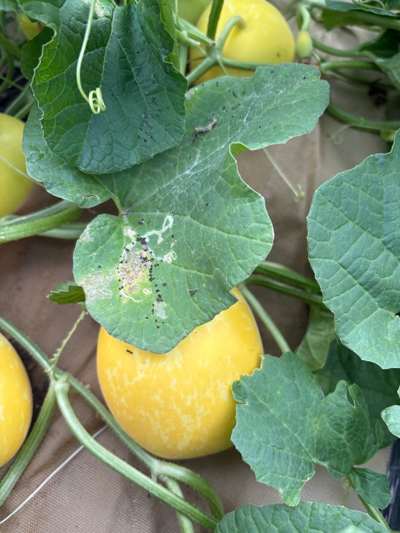 マクワウリ　食感も良く甘いです