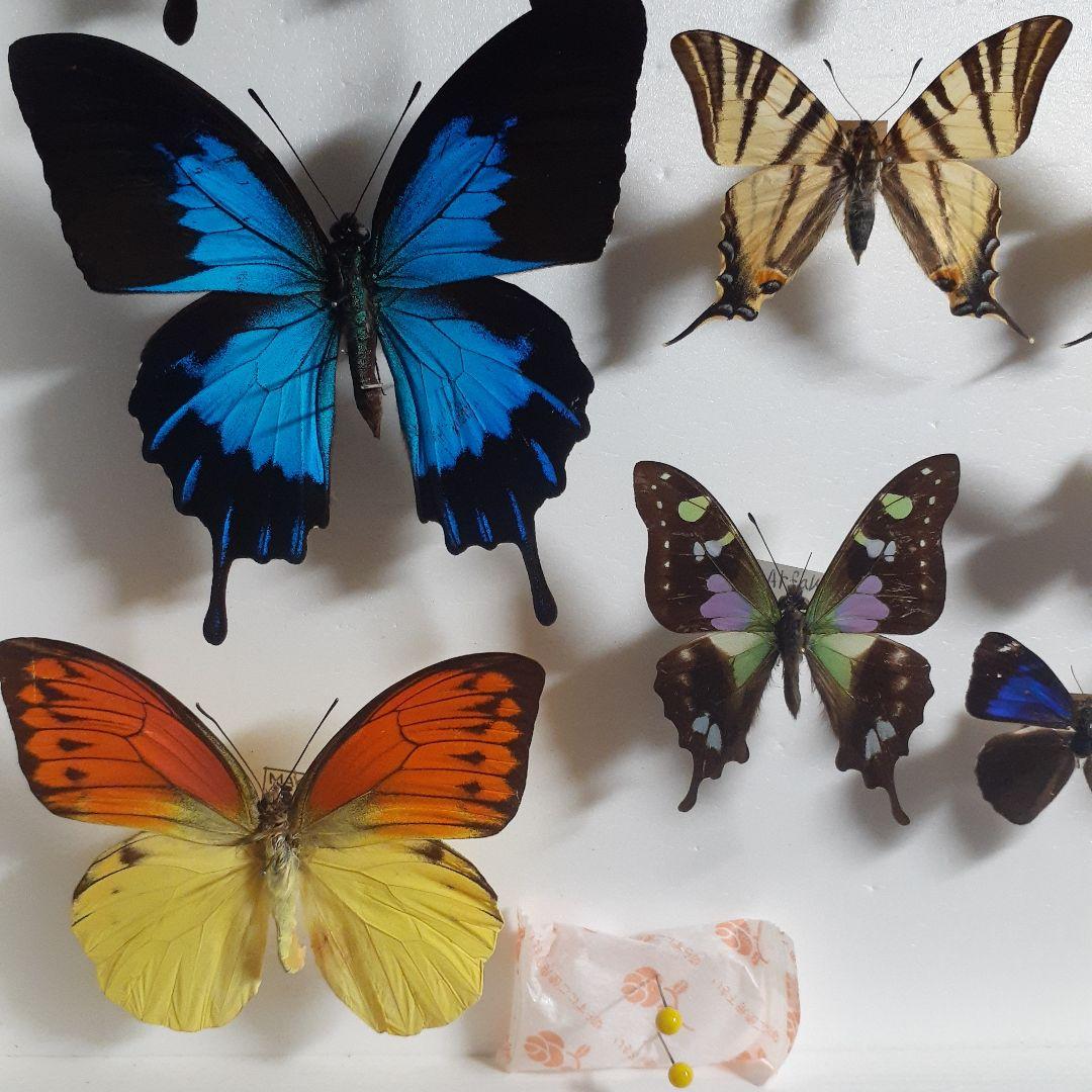 蝶標本　トリバネアゲハ、オオルリアゲハなど19種37頭　大型ドイツ標本箱２箱入り