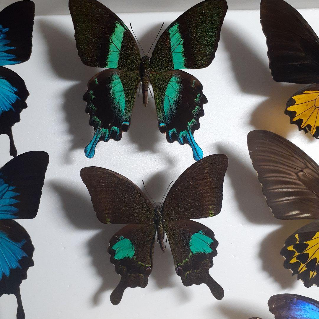 蝶標本　トリバネアゲハ、オオルリアゲハなど19種37頭　大型ドイツ標本箱２箱入り