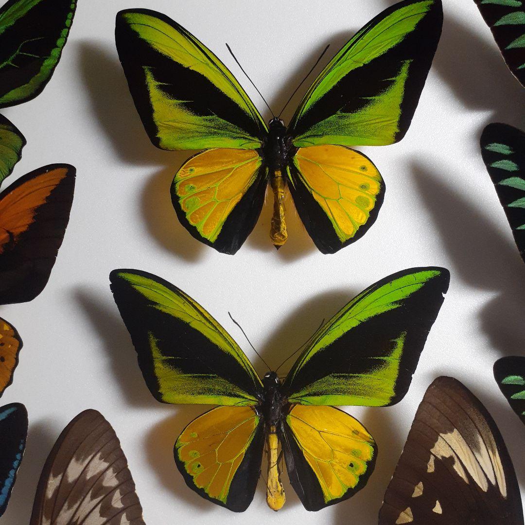 蝶標本　トリバネアゲハ、オオルリアゲハなど19種37頭　大型ドイツ標本箱２箱入り