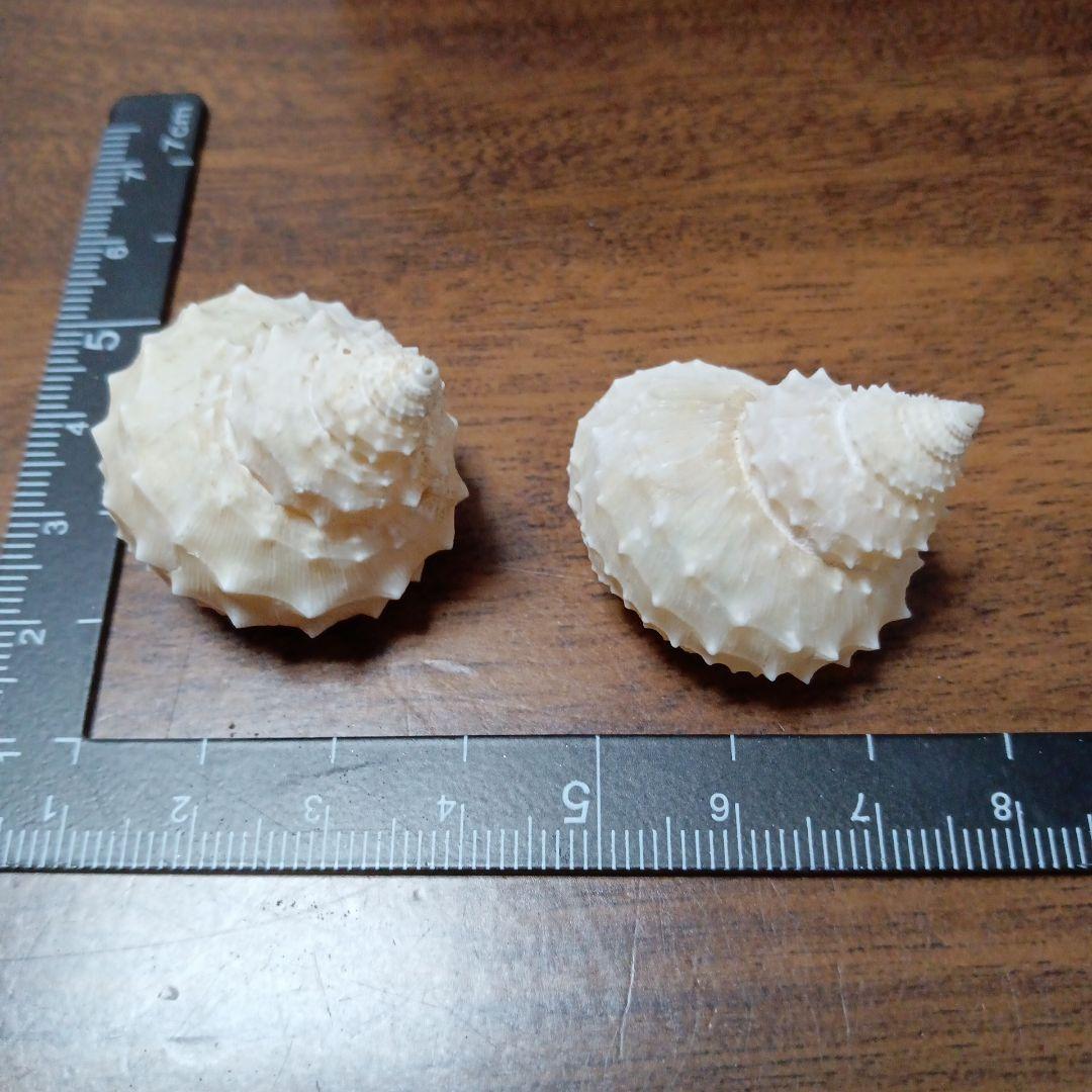 貝殻標本　イガギンエビス⑥