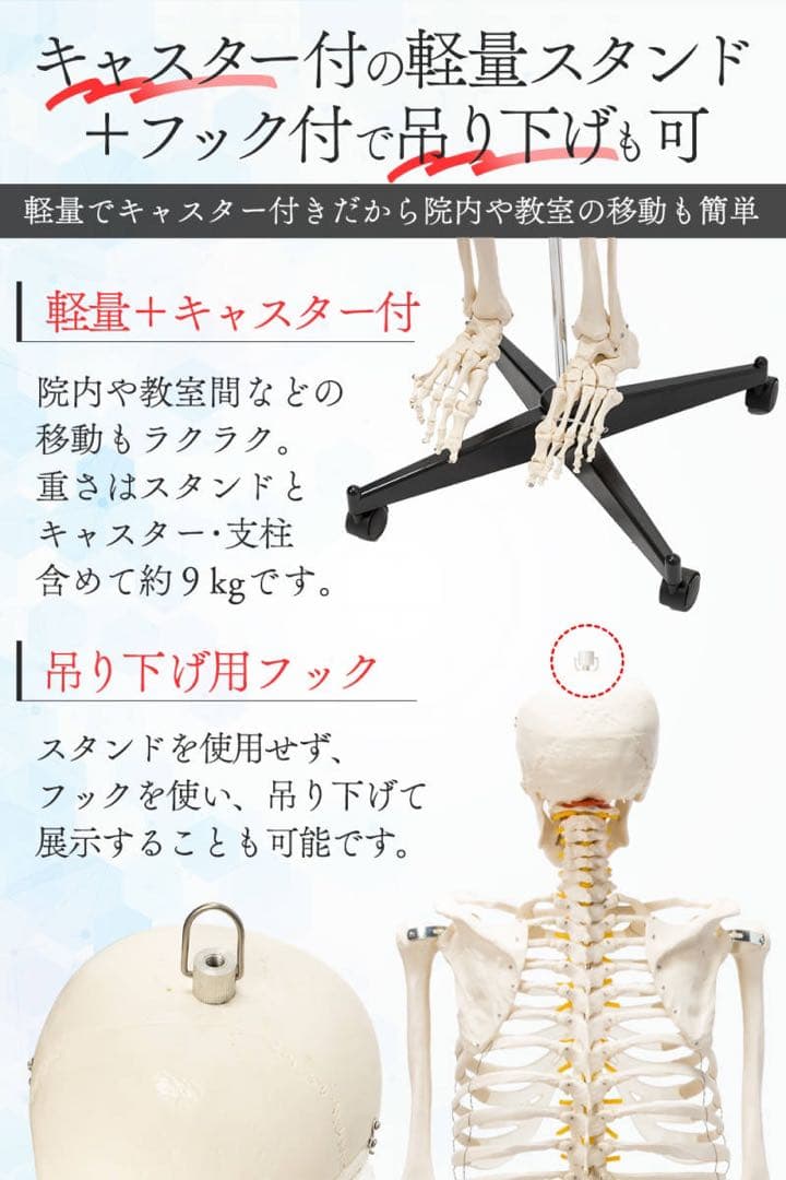 等身大 人体模型 170cm 神経根有り 全身骨格模型 骨格標本