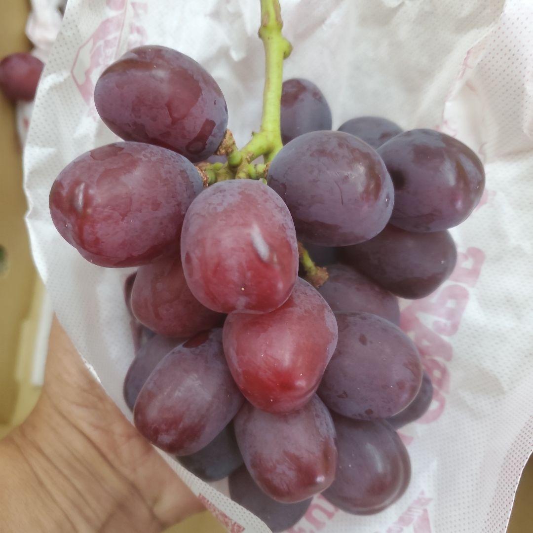 1⃣1⃣ 山梨県産 富士の輝 ８房入り 箱込み5.7キロ