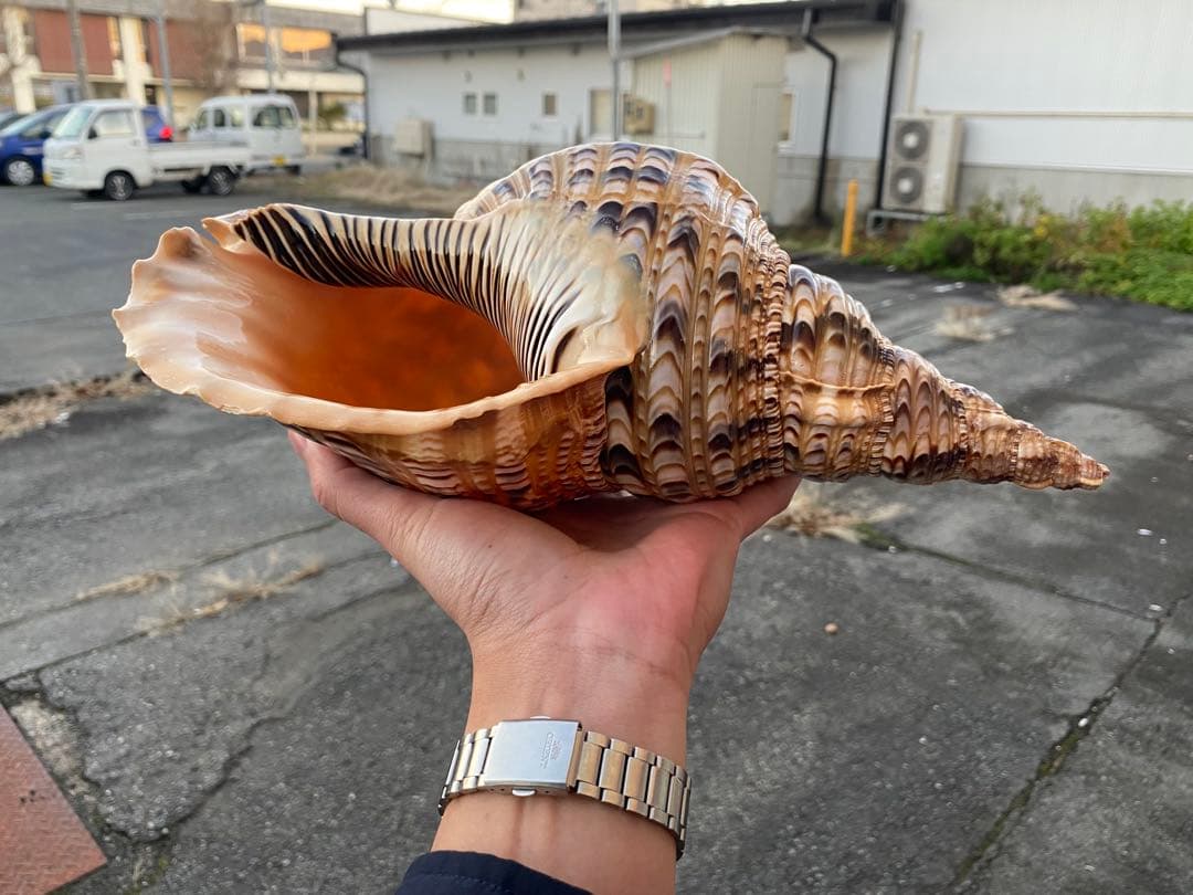 法螺貝　ホラ貝　特大サイズ　36cm 888g 色合いが綺麗　新鮮法螺貝