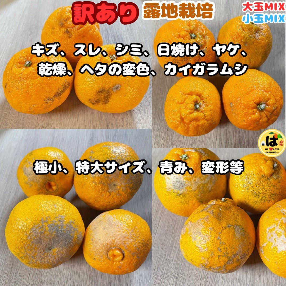 ※確認用　訳あり　大玉MIX箱込み9.5kg以上【露地栽培　不知火　デコポン】