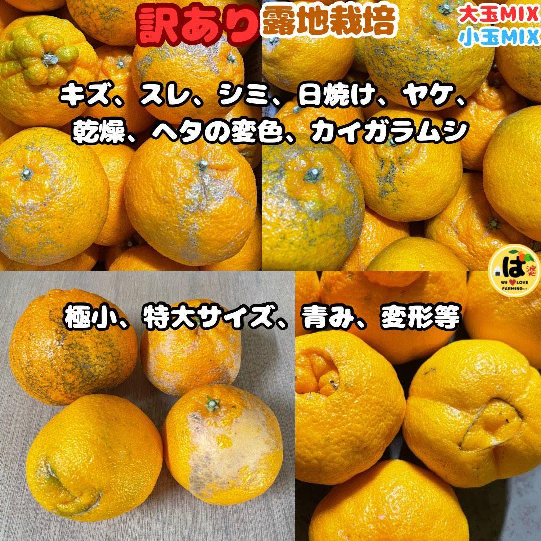 ※確認用　訳あり　大玉MIX箱込み9.5kg以上【露地栽培　不知火　デコポン】