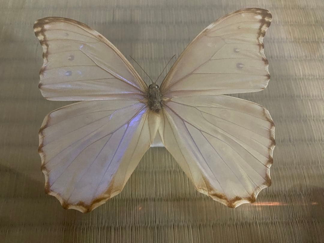 【美品】蝶の標本 青 紫 白 5匹セット